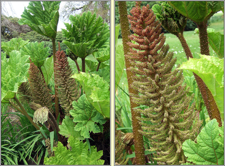 Brazilian Giant-rhubarb, Gunnera manicata, Gunnaire na mblth mr