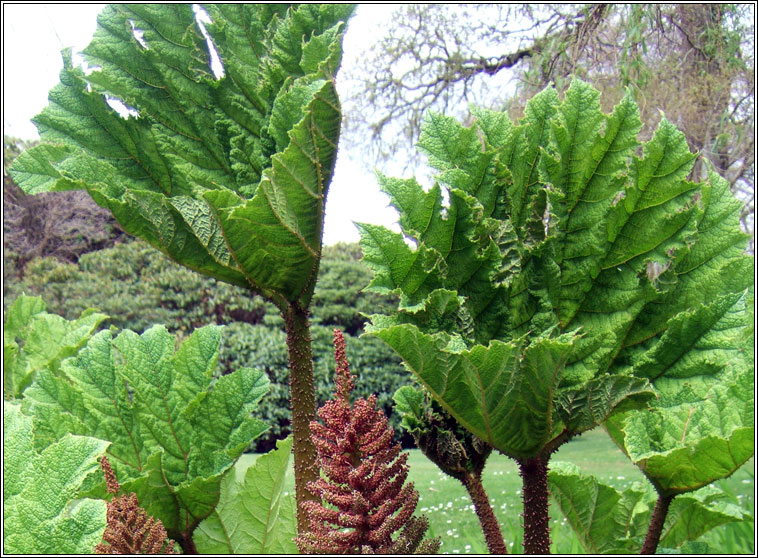 Brazilian Giant-rhubarb, Gunnera manicata, Gunnaire na mblth mr