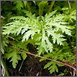 Giant Hogweed, Heracleum mantegazzianum, Feabhrn capaill