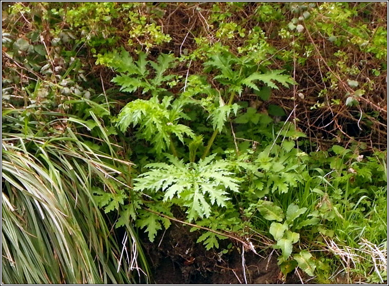 Giant Hogweed, Heracleum mantegazzianum, Feabhrn capaill