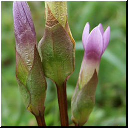 Field Gentian, Gentianella campestris, Lus an chrbin