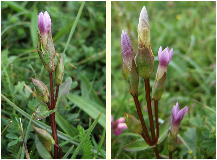 Field Gentian, Gentianella campestris, Lus an chrbin