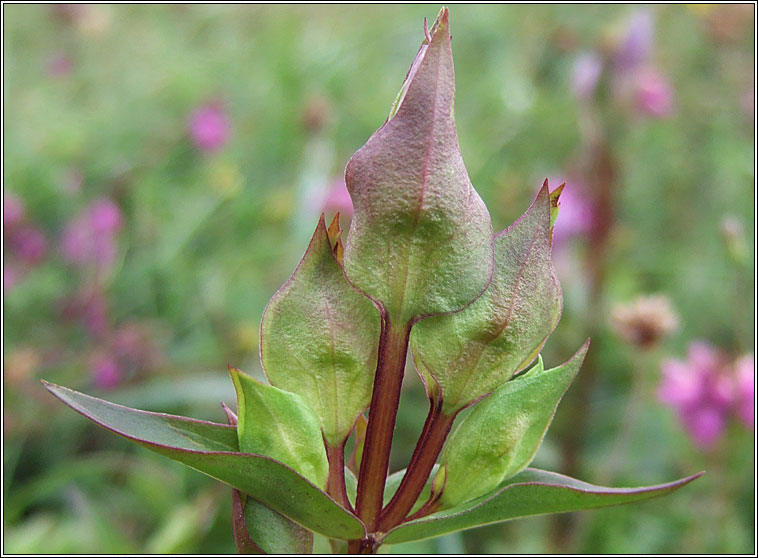 Field Gentian, Gentianella campestris, Lus an chrbin