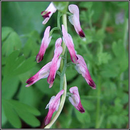 Boreau's Ramping-fumitory, Fumaria muralis subsp boraei