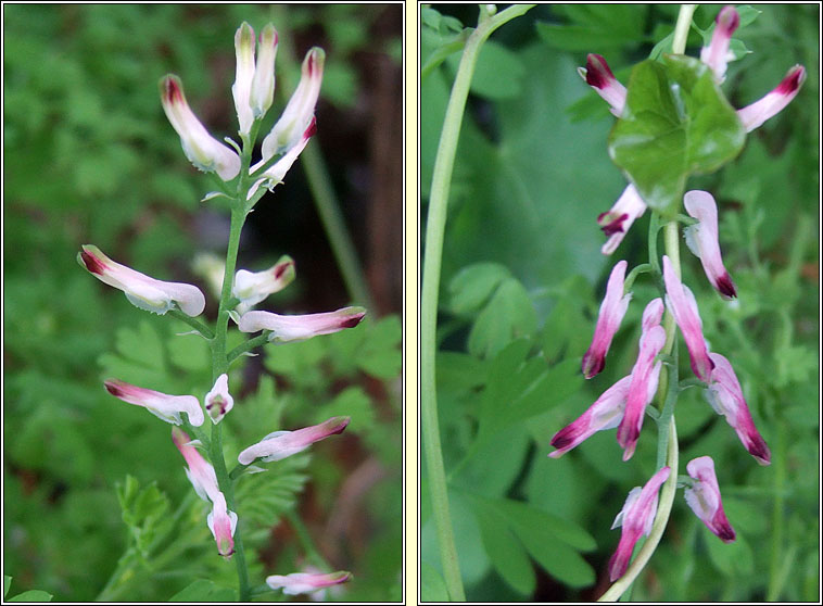 Boreau's Ramping-fumitory, Fumaria muralis subsp boraei