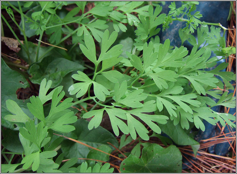 Boreau's Ramping-fumitory, Fumaria muralis subsp boraei