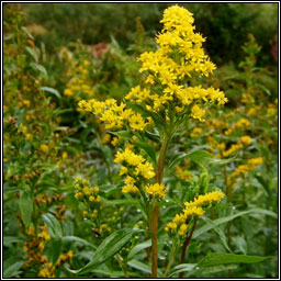 Canadian Goldenrod, Solidago canadensis