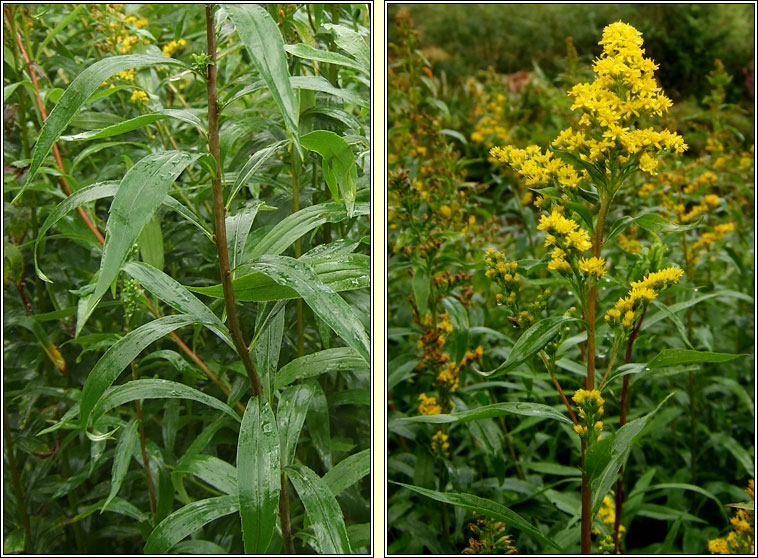 Canadian Goldenrod, Solidago canadensis