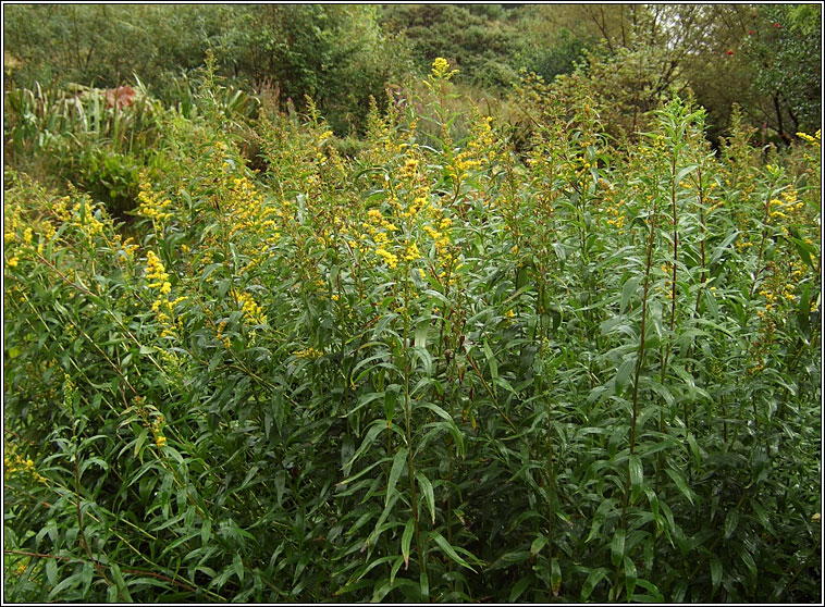 Canadian Goldenrod, Solidago canadensis