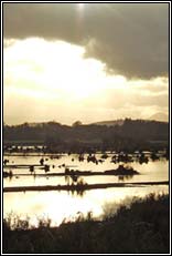 The Gearagh, Co.Cork