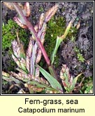 fern-grass,sea