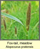 fox-tail,meadow
