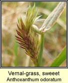 vernal-grass,sweet