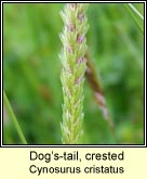 dogs-tail,crested