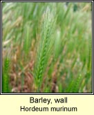 barley,wall