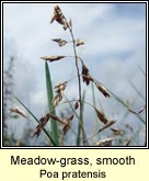 meadow-grass,smooth