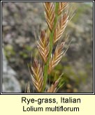 rye-grass,italian