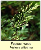 fescue,wood
