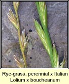 rye-grass hybrid