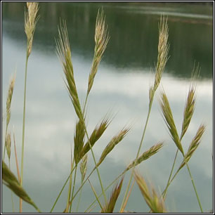 Squirrel-tail Fescue, Vulpia bromoides