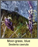 Moor-grass, blue
