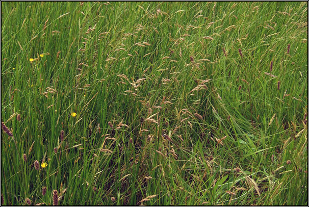 Meadow Brome, Bromus commutatus