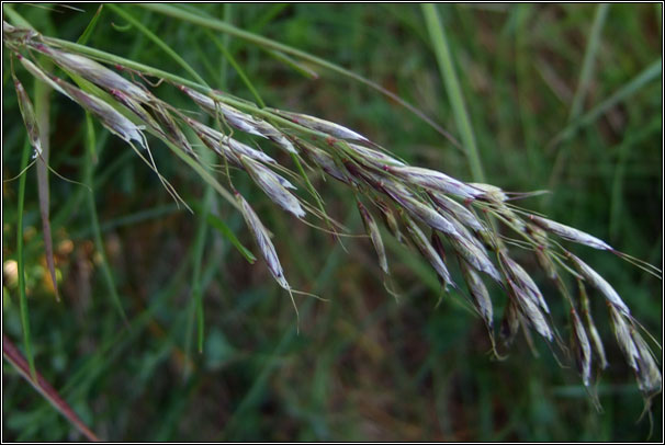 Downy Oat-grass, Helictotrichon pubescens