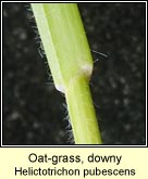 Oat-grass, downy