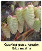 quaking-grass, greater