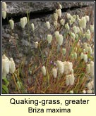 quaking-grass, greater