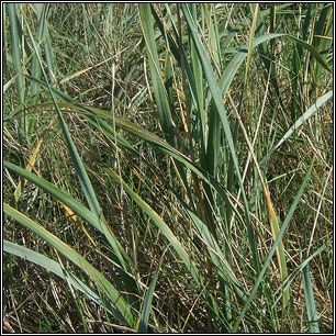 Lyme-grass, Leymus arenarius