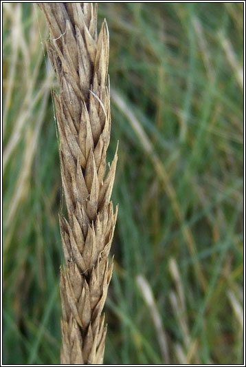 Lyme-grass, Leymus arenarius