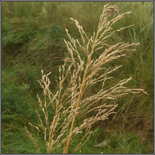 Reed Sweet-grass, Glyceria maxima