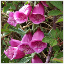 Foxglove, Digitalis purpurea, Lus mr