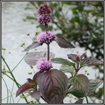 Peppermint, Mentha x piperita
