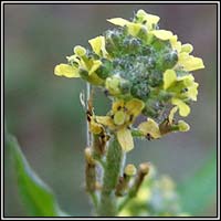 Hedge Mustard, Sisymbrium officinale