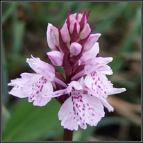 pink,red,purple wildflowers