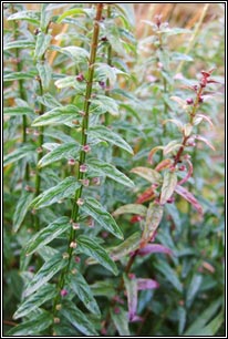 irish wildflowers lesser skullcap purle flowers