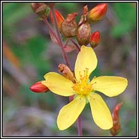 yellow,orange wildflowers