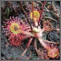 Round-leaved Sundew, Drosera rotundifolia