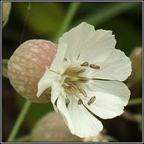 Sea Campion, Silene uniflora