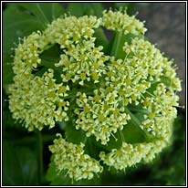 Alexanders, Smyrnium olusatrum