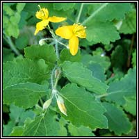 Greater Celandine, Chelodium majus