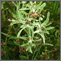 green,brown,small-flowered wildflowers