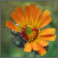 yellow,orange wildflowers