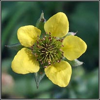 Wood Avens, Geum urbanum
