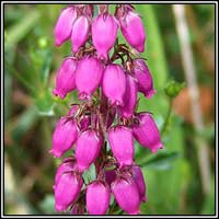 pink,red,purple wildflowers