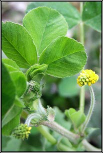 Irish Wildflowers - Black Medick