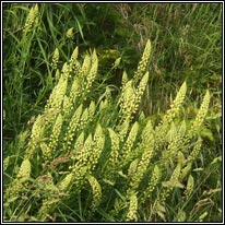 Wild Mignonette, Reseda lutea
