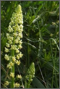 Wild Mignonette, Reseda lutea